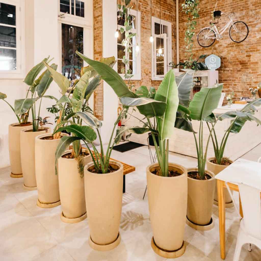 Plantas colgantes en hogar estilo Urban Jungle