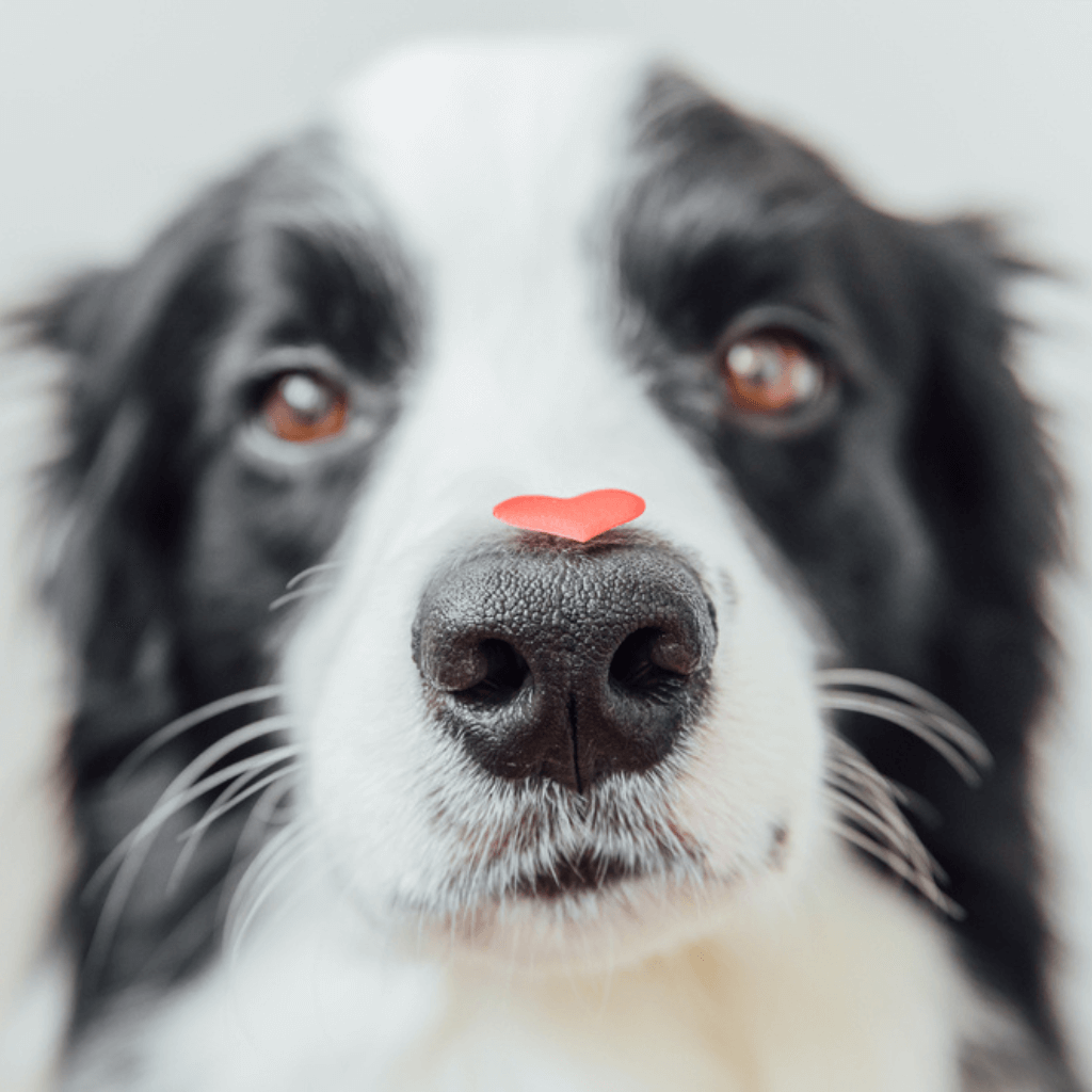 Perro con corazón de papel en la nariz.