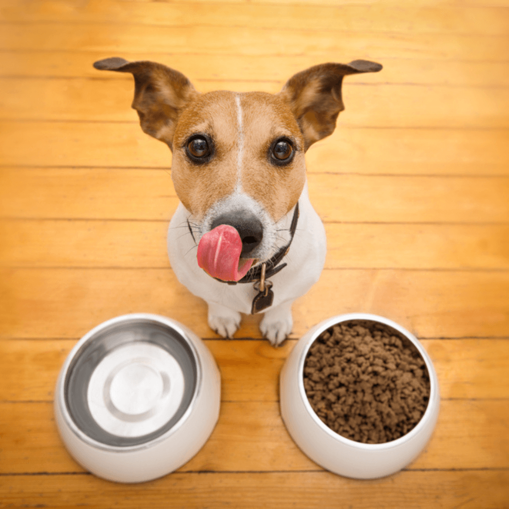 Día del perro: Cómo preparar tu casa para su llegada