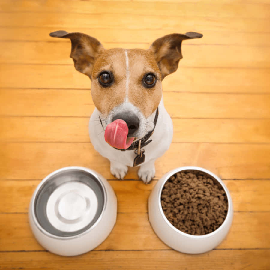 Preparar la llegada de un cachorro